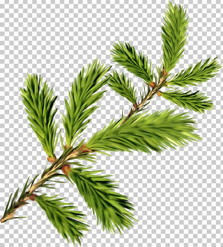 Branch Computer Icons PNG, Clipart, Branch, Casuarina, Computer Icons, Conifer, Cypress Family Free PNG Download