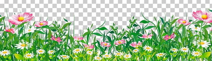 Flower PNG, Clipart, Art, Clipart, Common Daisy, Computer Wallpaper, Field Free PNG Download