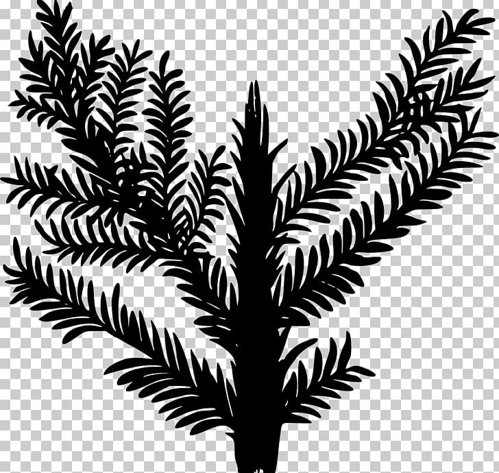 Plant Triassic Date Palm PNG, Clipart, Alpine Plant, Arecales, Black And White, Computer Icons, Date Palm Free PNG Download