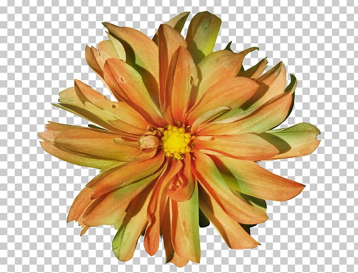 Cut Flowers Drawing Lilium PNG, Clipart, Cut Flowers, Daisy Family, Drawing, Floral Design, Flower Free PNG Download