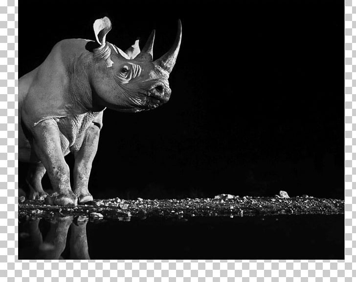 Dürer's Rhinoceros Lewa Wildlife Conservancy Ten Rhino Poems Antimanual De Filosofia / Antimanual Philosophy PNG, Clipart,  Free PNG Download