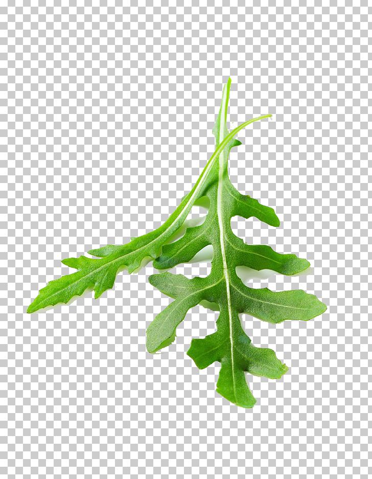 Leaf Vegetable Arugula PNG, Clipart, Aut, Banana Leaves, Branch, Closeup, Download Free PNG Download
