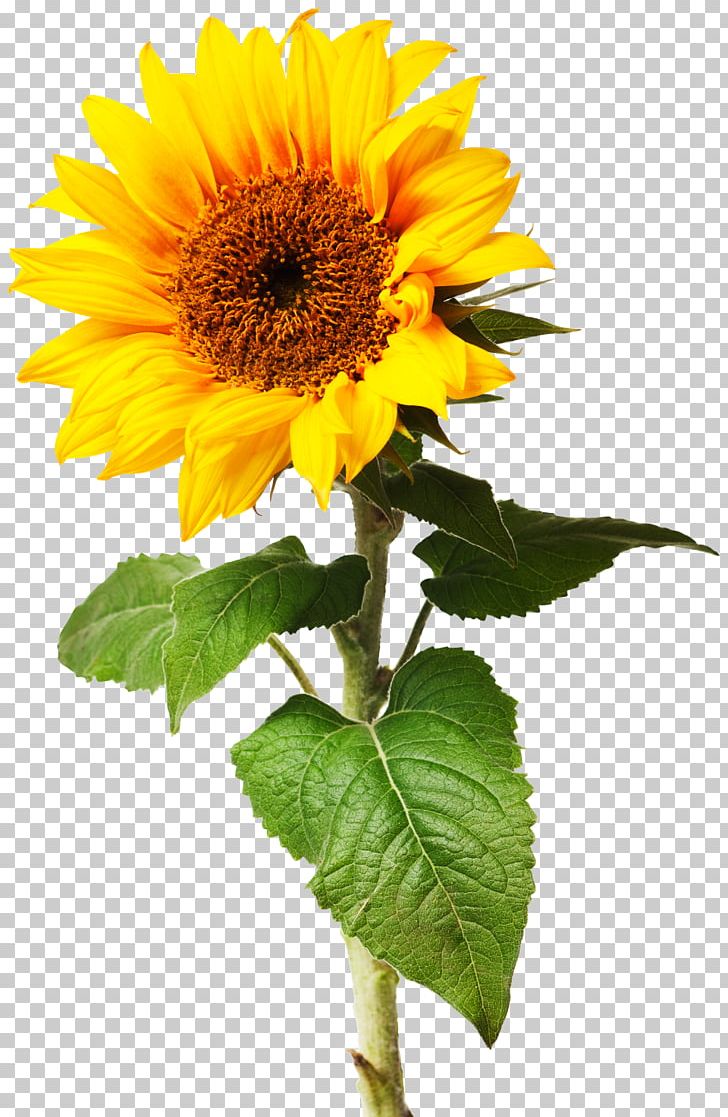 Plant Botany Flower Botanical Illustration PNG, Clipart, Annual Plant, Botanical Illustration, Botany, Common Sunflower, Daisy Family Free PNG Download