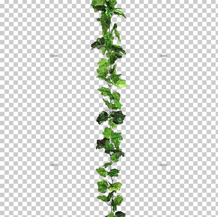 Plant Stem Leaf Branching PNG, Clipart, Branch, Branching, Flowering Plant, Grass, Ivy Free PNG Download