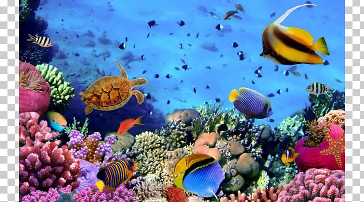 Red Sea Coral Reef Fish PNG, Clipart, Anemone Fish, Aquarium, Aquarium Decor, Aquarium Lighting, Colony Free PNG Download