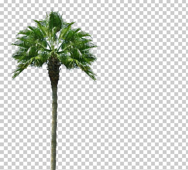 Arecaceae Tree Desktop Information PNG, Clipart, Arecaceae, Arecales, Bark, Blog, Borassus Flabellifer Free PNG Download