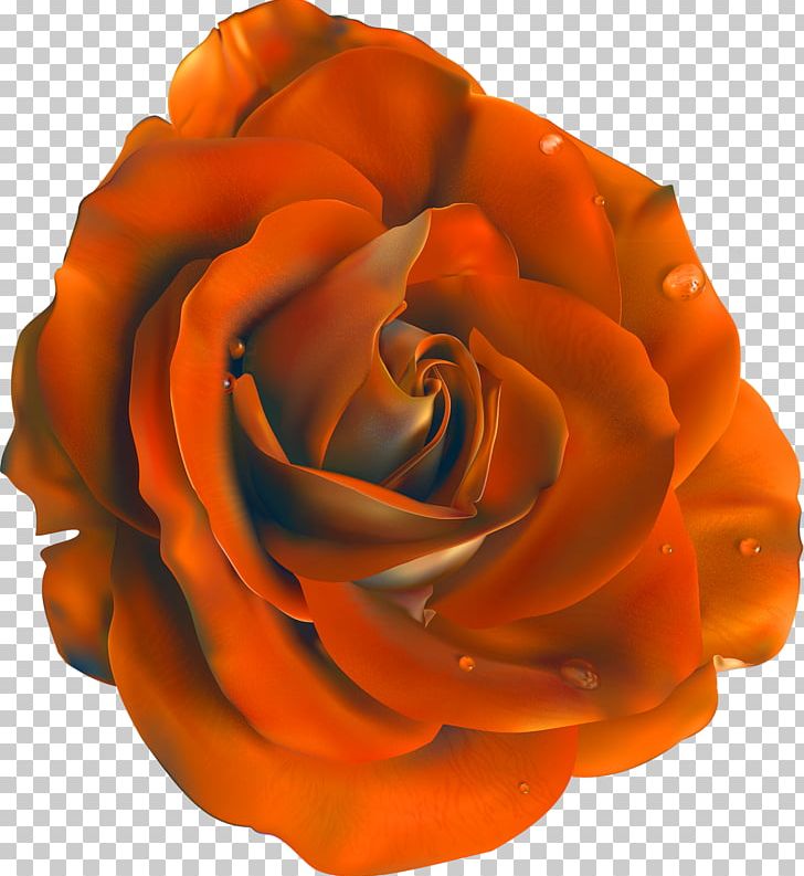 Blue Rose Flower PNG, Clipart, Blue, Blue Rose, Cut Flowers, Encapsulated Postscript, Flower Free PNG Download