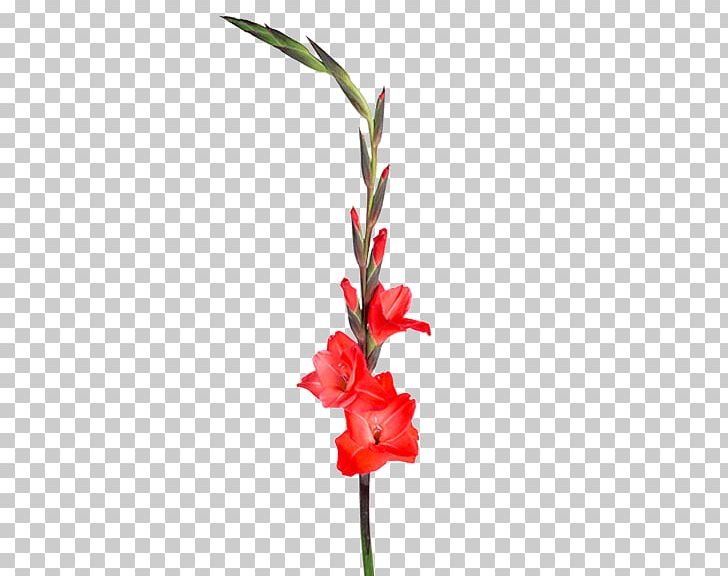 Gladiolus Plant Stem Cut Flowers Floral Design PNG, Clipart, Artificial Flower, Color, Cut Flowers, Floral Design, Floristry Free PNG Download