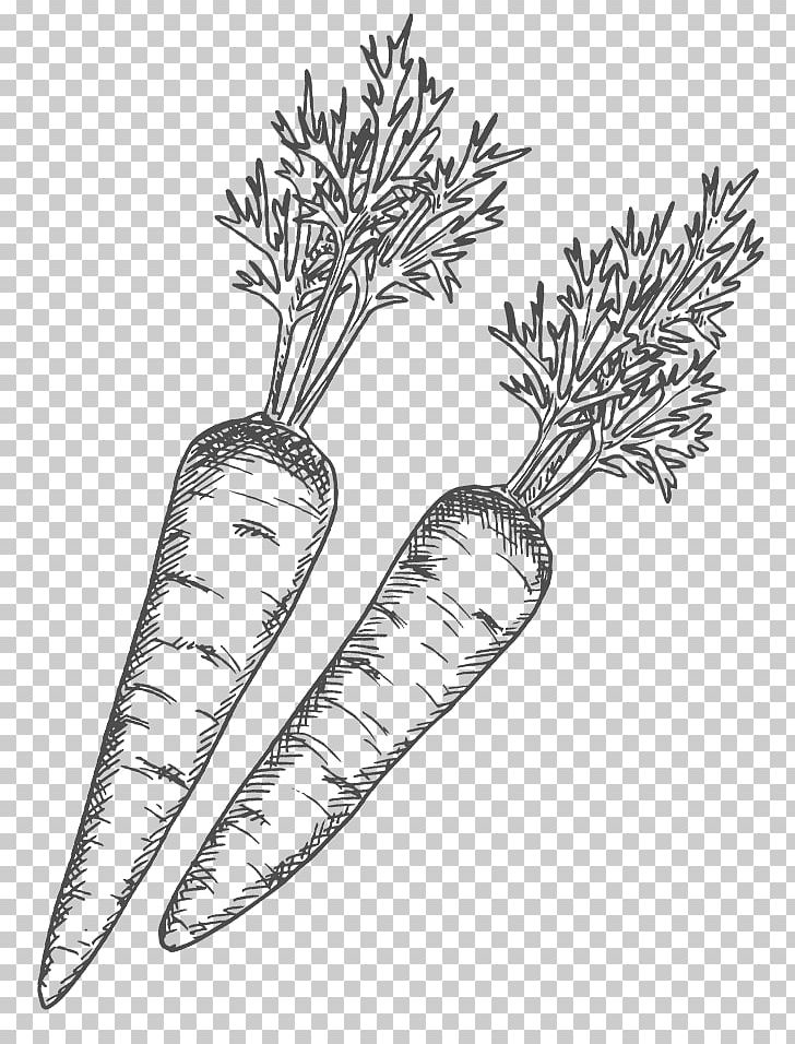 Line Art Drawing Shading Radish PNG, Clipart, Art, Black And White, Branch, Carrot, Chutney Free PNG Download