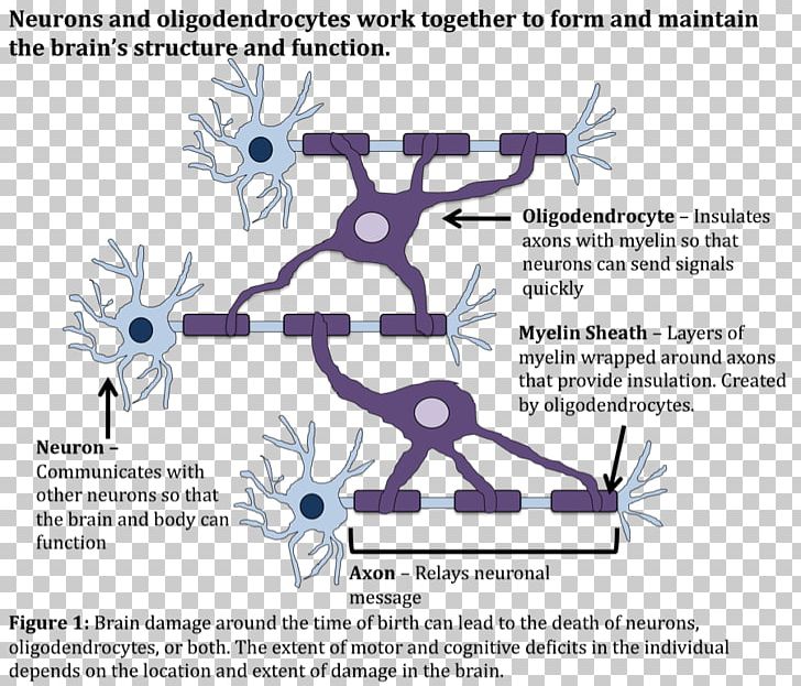 Stem-cell Therapy Stem Cell Cerebral Palsy Neuron PNG, Clipart, Area, Art, Blue, Brain, Brain Injury Free PNG Download