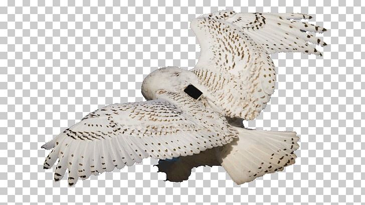 Owl Beak PNG, Clipart, 32 Gb, Animals, Beak, Bird, Bird Of Prey Free PNG Download