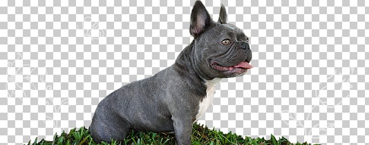 Dog Breed French Bulldog Toy Bulldog Non-sporting Group PNG, Clipart, American Kennel Club, Animals, Breed, Brindle, Brindle White Free PNG Download