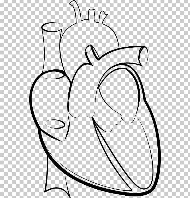 Heart Line Art Drawing PNG, Clipart, Anatomy, Arm, Artwork, Black, Black And White Free PNG Download