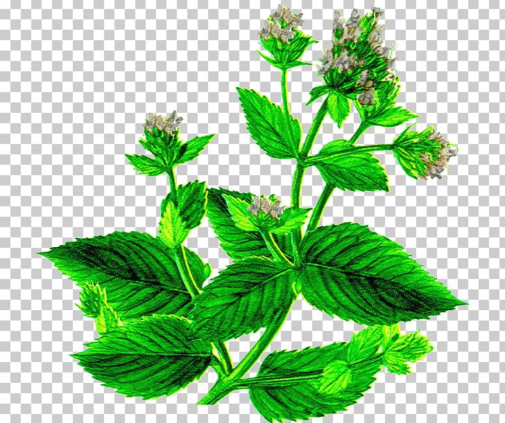 Lotion Lemon Balm Peppermint Spearmint Menthol PNG, Clipart, Herb, Herbal, Herbalism, Leaf, Lemon Balm Free PNG Download