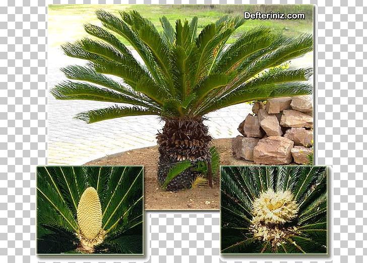 Sago Palm Coconut Cycad Arecaceae PNG, Clipart, Agave, Arecaceae, Arecales, Coconut, Cycad Free PNG Download