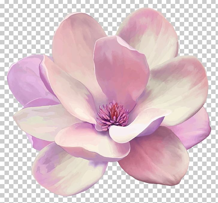 Flower Southern Magnolia Blossom PNG, Clipart, Blossom, Drawing, Flower, Flowering Plant, Lilac Free PNG Download