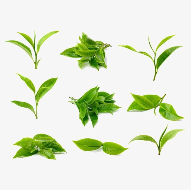 Tea Leaves PNG, Clipart, Backgrounds, Botany, Branch, Camellia, Close Up Free PNG Download