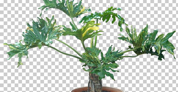 Tree Philodendron Philodendron Xanadu Houseplant Arums Flowerpot PNG, Clipart,  Free PNG Download