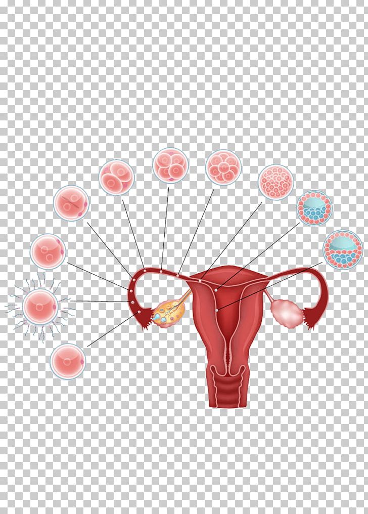Blastocyst Human Fertilization Fertilisation Embryo Egg Cell PNG, Clipart, Assisted Reproductive Technology, Balloon, Blastocyst, Developmental Biology, Egg Cell Free PNG Download
