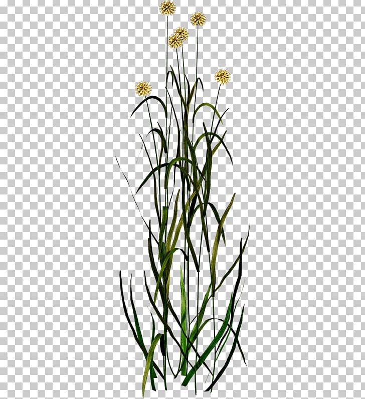 Dandelion Plant Floral Design PNG, Clipart, Ancient Wind, Bamboo, Black And White, Branch, Cotyledon Free PNG Download