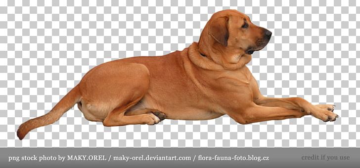 Golden Retriever Puppy Shiba Inu Labrador Retriever PNG, Clipart, Animals, Broholmer, Carnivoran, Companion Dog, Desktop Wallpaper Free PNG Download
