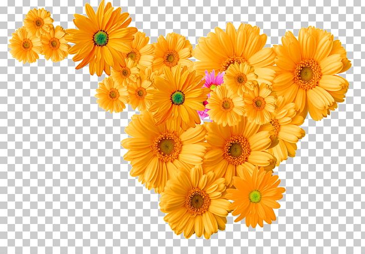 Flower Chrysanthemum Icon PNG, Clipart, Abstract Pattern, Calendula, Christmas Decoration, Chrysanths, Cut Flowers Free PNG Download