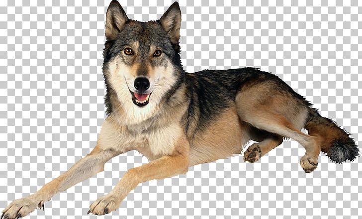 Dog Arctic Wolf Mexican Wolf PNG, Clipart, Animal, Animals, Arc, Carnivoran, Dog Breed Free PNG Download