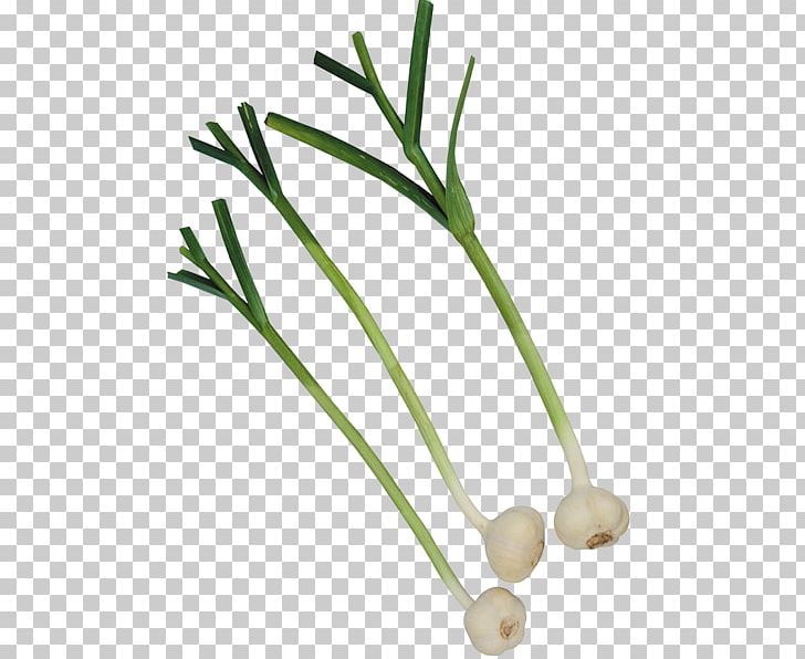 Garlic Vegetable Onion Condiment Beer PNG, Clipart, Bay Leaf, Beer, Cholesterol, Commodity, Condiment Free PNG Download