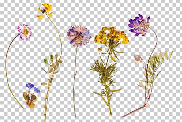 Floral Design La Fare 1789 Stock Photography Flower PNG, Clipart, Aromatherapy, Branch, Cosmetics, Flora, Floral Design Free PNG Download