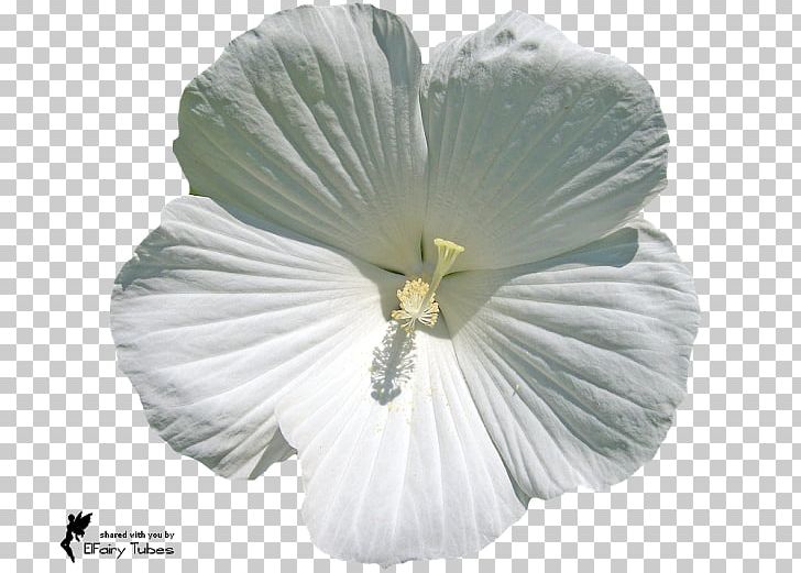Flower Petal Blossom Rose PNG, Clipart, Blossom, Blue, Blue Rose, Color, Flower Free PNG Download