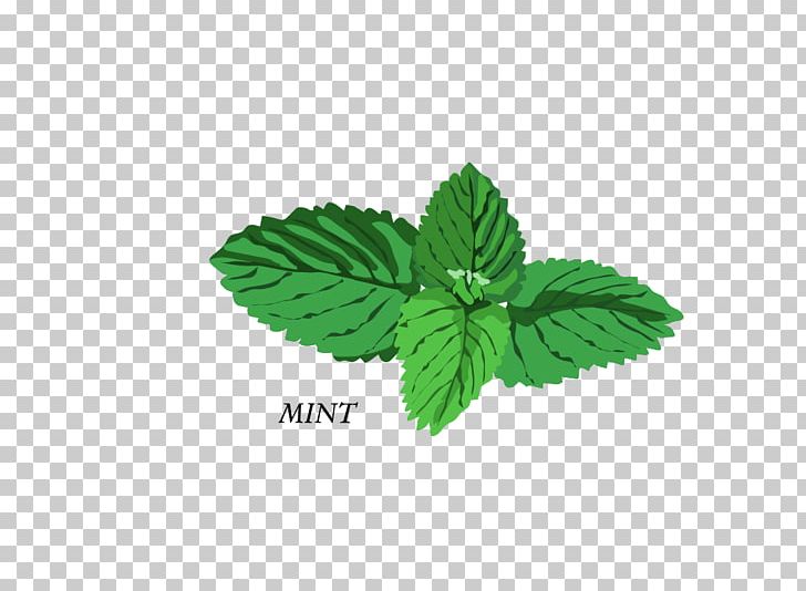 Herb Basil Mint PNG, Clipart, Art, Autumn Tree, Basil, Christmas Tree, Family Tree Free PNG Download
