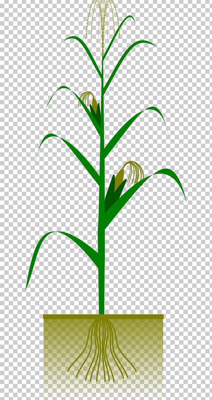 Maize Crop Plant PNG, Clipart, Agriculture, Botany, Branch, Cereal, Commodity Free PNG Download