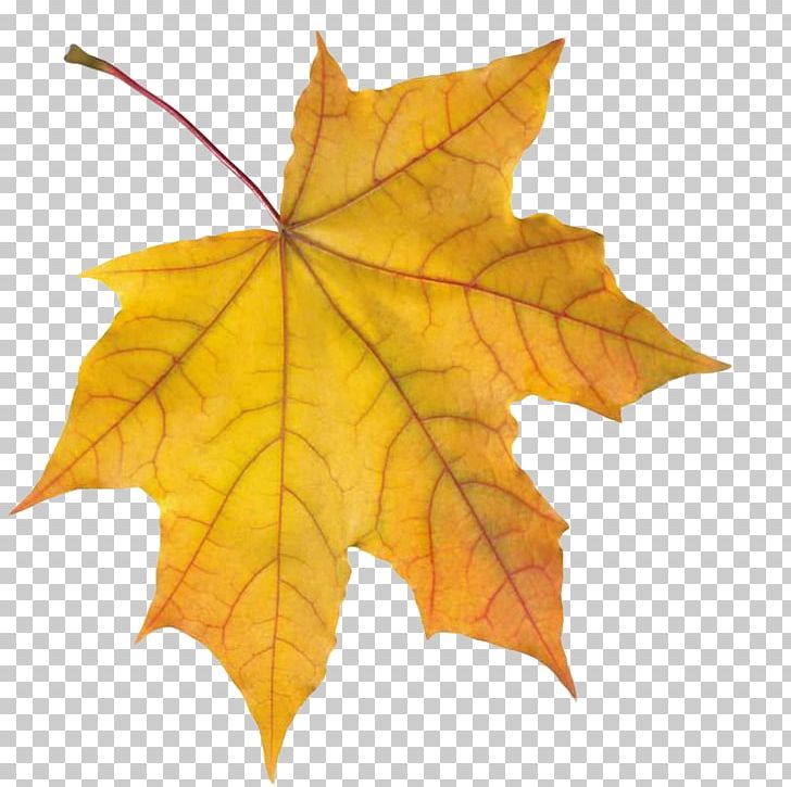 Portable Network Graphics Desktop Autumn Leaf Color PNG, Clipart, Autumn, Autumn Leaf Color, Autumn Leaves, Desktop Wallpaper, Download Free PNG Download