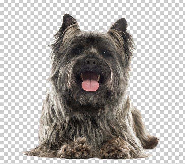 Skye Terrier Cairn Terrier Scottish Terrier Glen Australian Silky Terrier PNG, Clipart, Affenpinscher, Australian Silky Terrier, Breed, Cairn, Carnivoran Free PNG Download