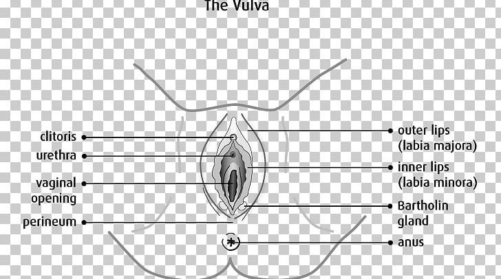 The Vulva: Anatomy PNG, Clipart, Anatomy, Angle, Black And White, Circle, Clitoris Free PNG Download