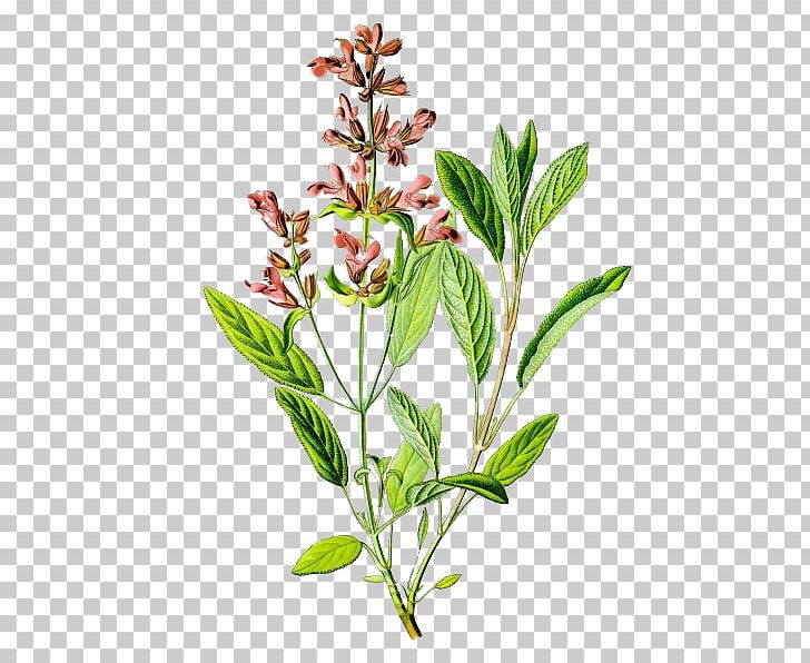 Common Sage Salvia Elegans Botanical Illustration Plant Salvia Greggii PNG, Clipart, Botanical Illustration, Botany, Branch, Clary, Common Sage Free PNG Download