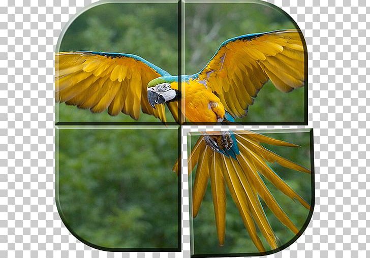 Parrot Bird Blue-and-yellow Macaw Hyacinth Macaw PNG, Clipart, Animals, Aviary, Beak, Bird, Blueandyellow Macaw Free PNG Download