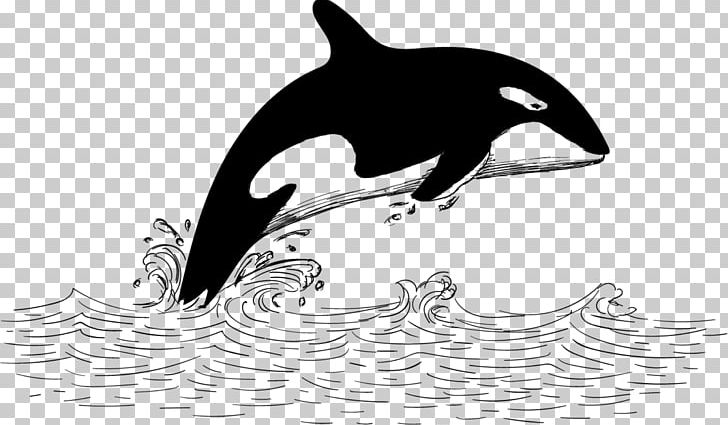 Tucuxi Baleen Whale Killer Whale PNG, Clipart, Animals, Background White, Black And White, Black White, Cetacea Free PNG Download
