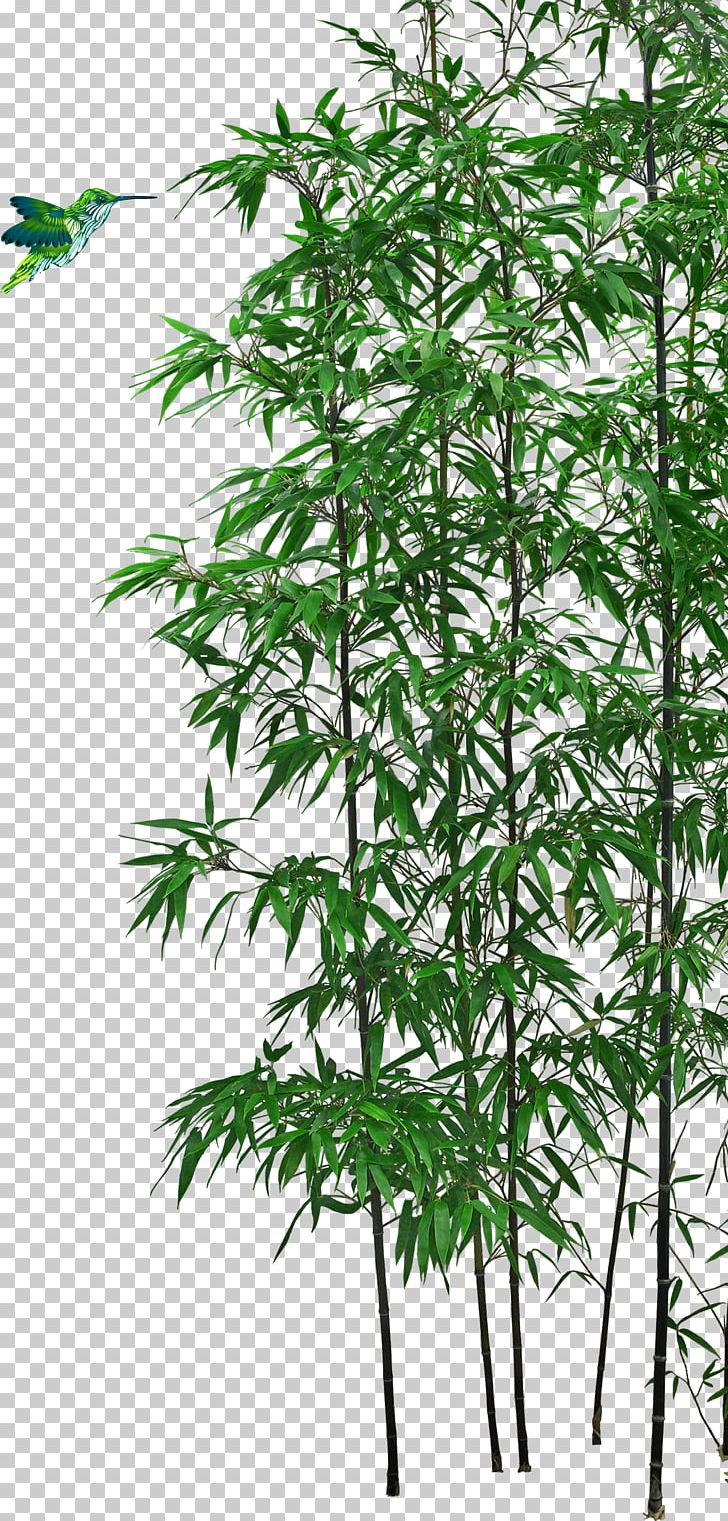 Bamboo Bonsai Tree PNG, Clipart, Bamboo 19 0 1, Bamboo Border, Bamboo Frame, Bamboo Leaf, Bamboo Leaves Free PNG Download