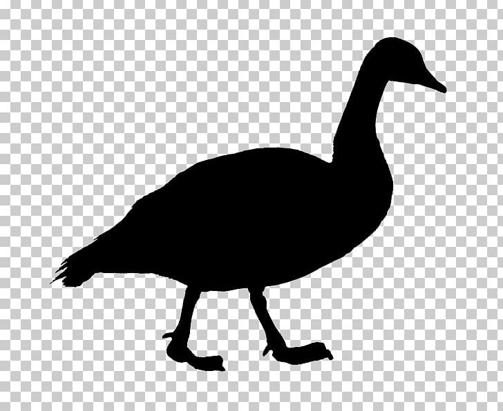 Duck Goose Cygnini Bird Beak PNG, Clipart, 28 May, Anatidae, Animal, Animals, Beak Free PNG Download