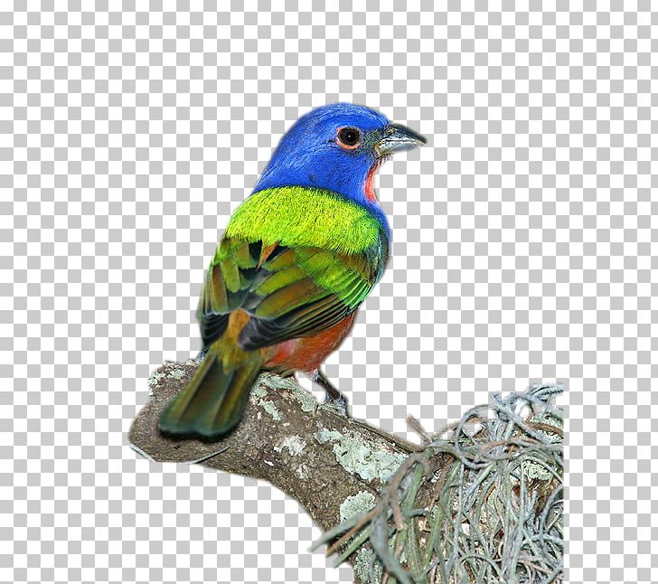 Ortolan Bunting Finches Bird Painted Bunting Lazuli Bunting PNG, Clipart, Animal, Animals, Beak, Bird, Bird Feeders Free PNG Download