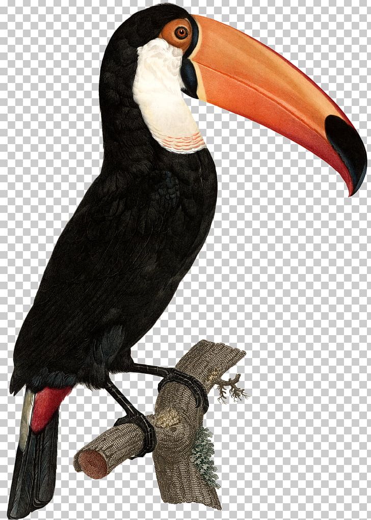 Bird Toco Toucan Green-billed Toucan Art PNG, Clipart, Animal, Animals, Art, Beak, Bird Free PNG Download