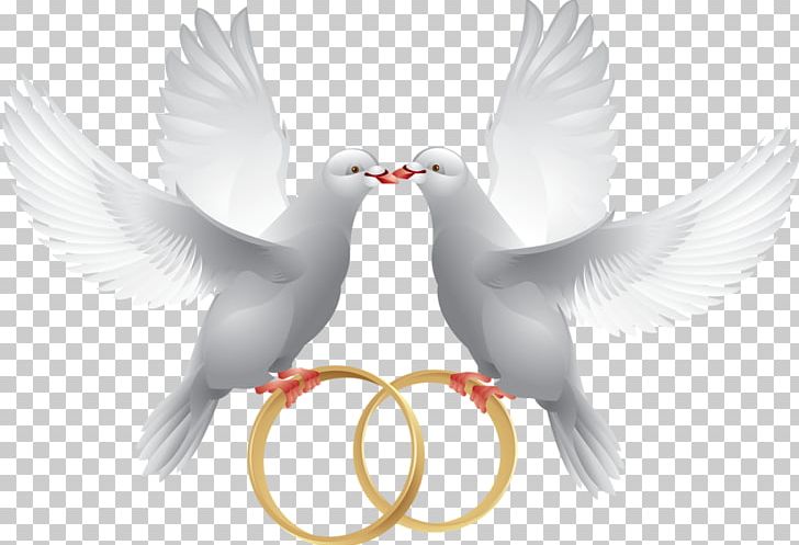 Columbidae Wedding Ring PNG, Clipart, Beak, Bird, Columbidae, Feather, Marriage Free PNG Download