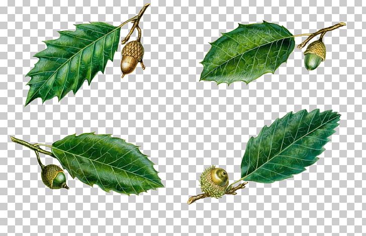 Quercus Suber Quercus Coccifera Quercus Trojana Quercus Ilex Leaf PNG, Clipart, Autumn Leaves, Banana Leaves, Cochineal, Fagaceae, Fall Leaves Free PNG Download