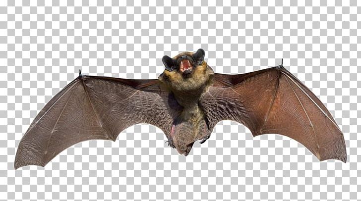 Bat Squirrel Raccoon Rat Mouse PNG, Clipart, Animal, Animal Figure, Animals, Bat, Bird Free PNG Download