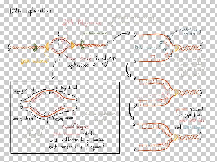 DNA Replication RNA DNA Polymerase PNG, Clipart, Angle, Answers, Area, Biology, Bubble Free PNG Download