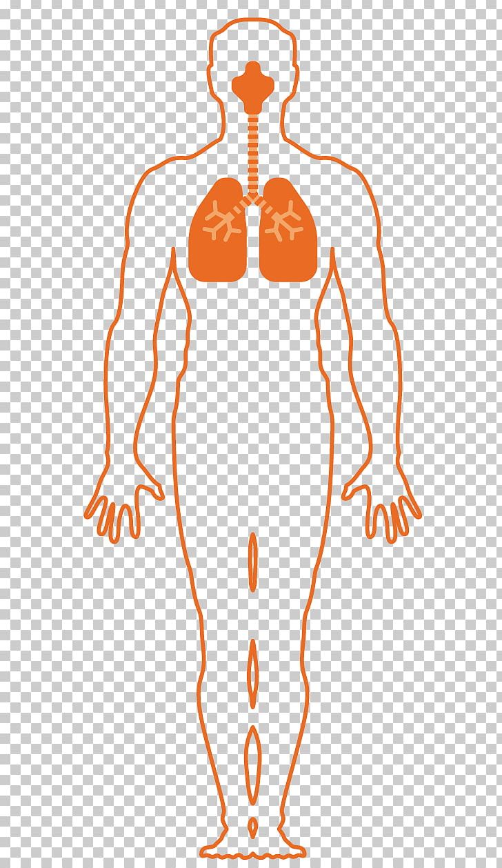 Respiratory System Respiration Breathing Asphyxia Organism PNG, Clipart, Area, Asphyxia, Breathing, Chemical Weapon, Choking Free PNG Download
