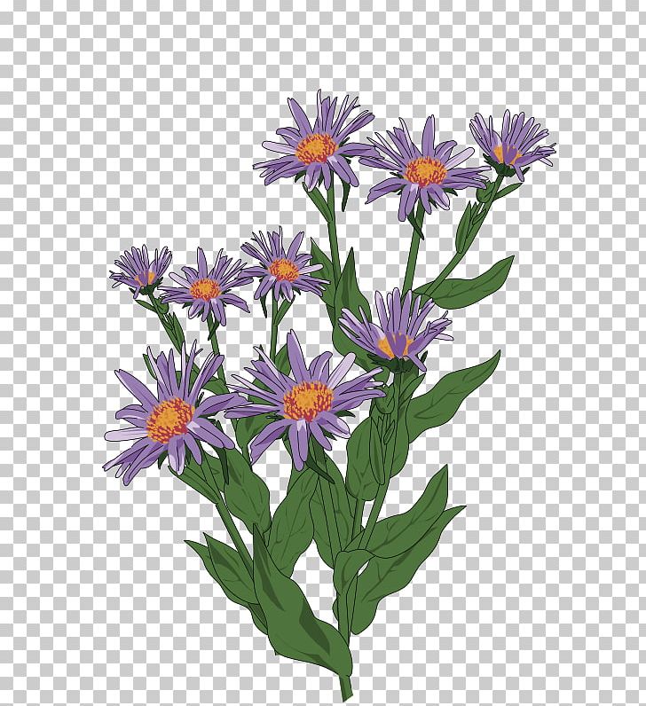 Aster Pyrenaeus Drawing PNG, Clipart, Annual Plant, Aster, Aster Pyrenaeus, Botanical Illustration, Color Free PNG Download