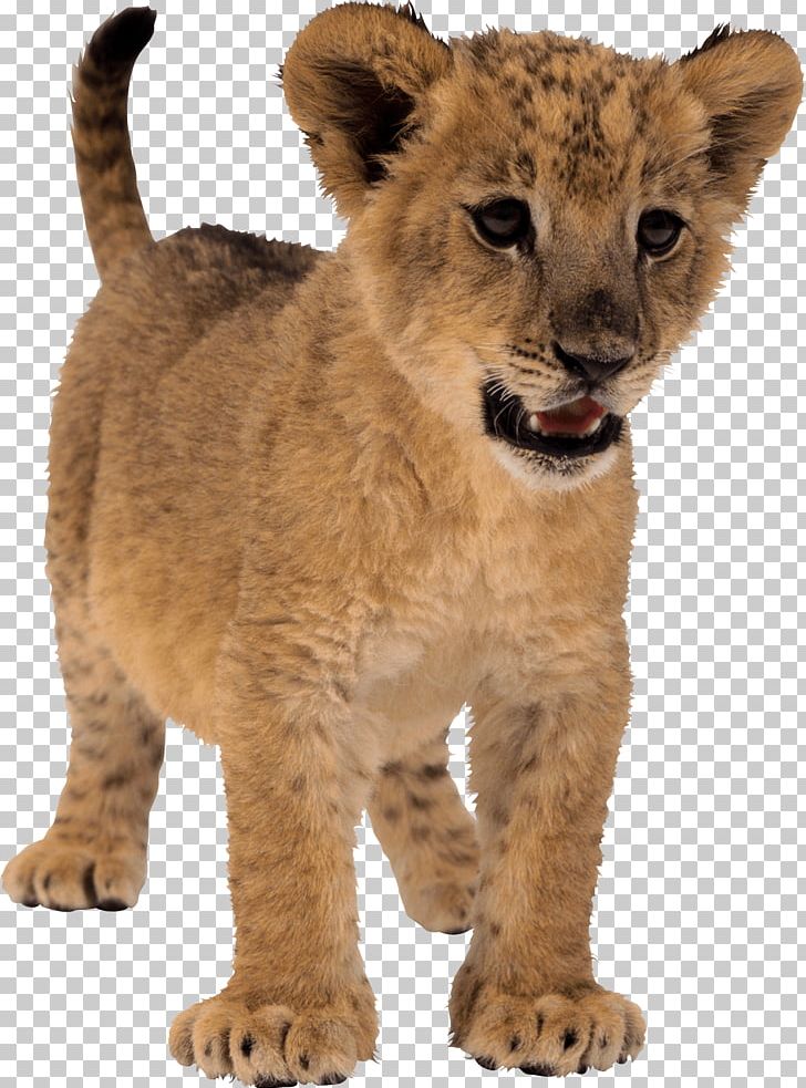 Lion PNG, Clipart, Animals, Big Cat, Big Cats, Carnivoran, Cat Like Mammal Free PNG Download