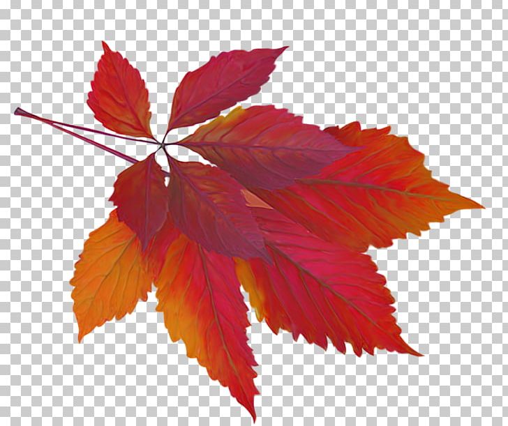 Maple Leaf Autumn Leaf Color PNG, Clipart, Autumn, Autumn Leaf Color, Desktop Wallpaper, Flower, Leaf Free PNG Download